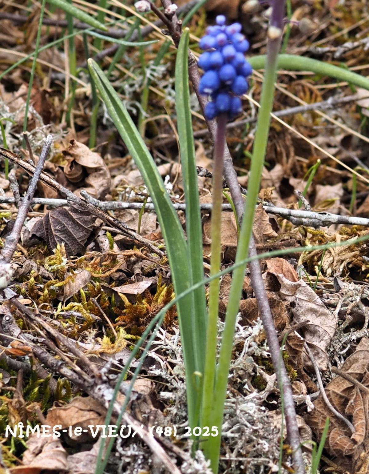 Grape hyacinth, Small leaf